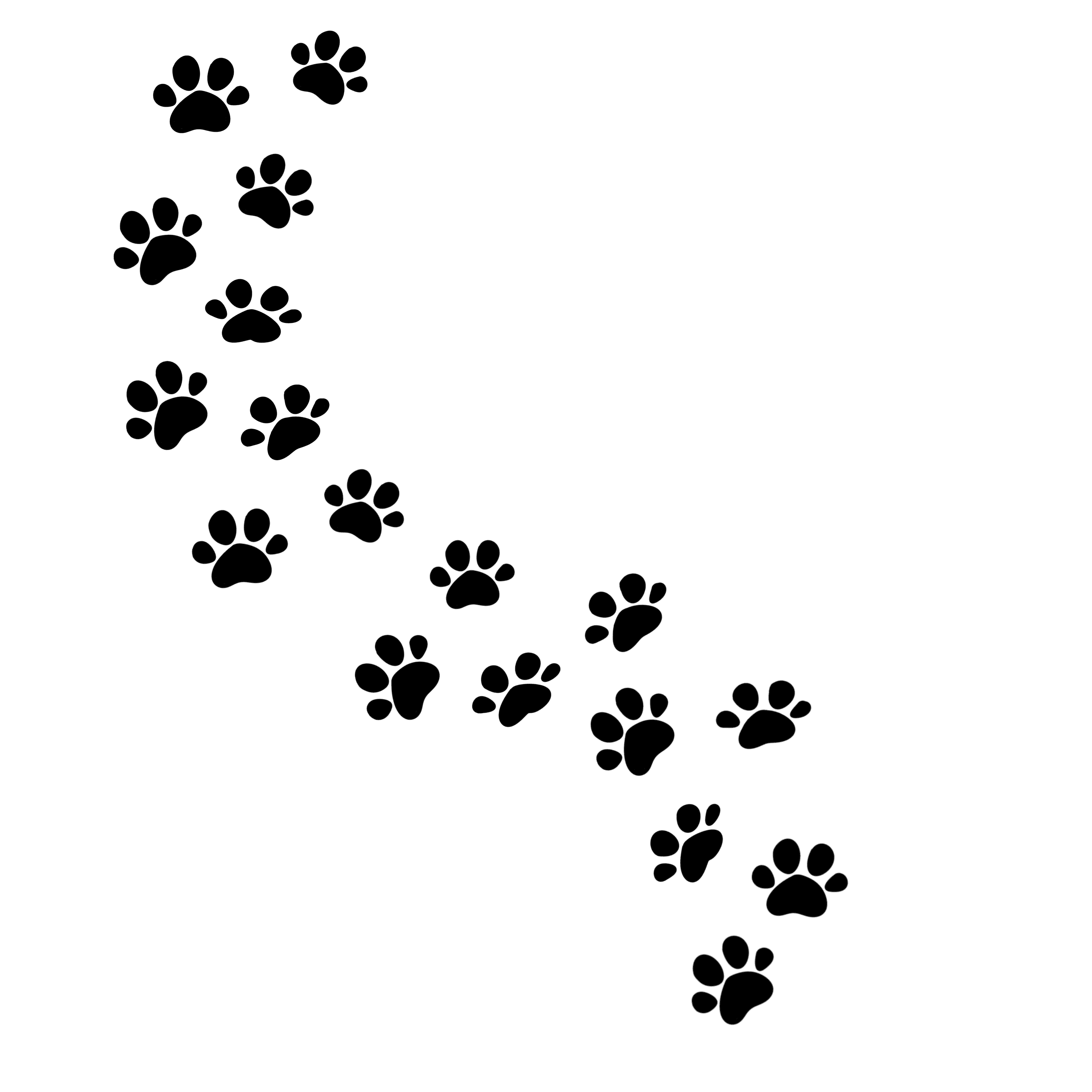 dog footprints